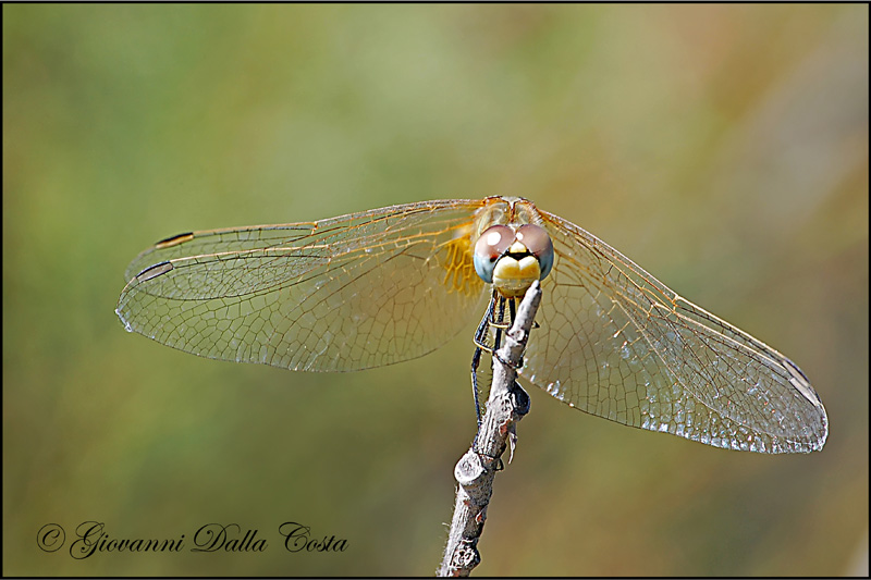 Sympetrum fonscolombii